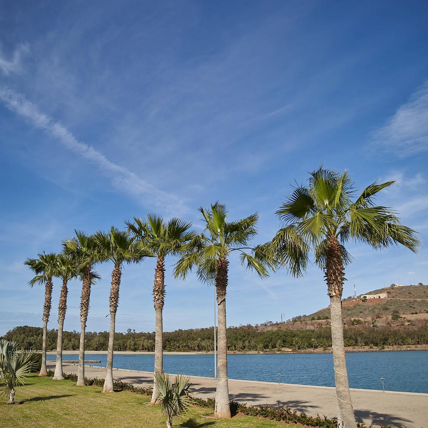 Une rangée de palmiers bordant une pelouse verte avec un lac et des collines en arrière-plan sous un ciel bleu dégagé